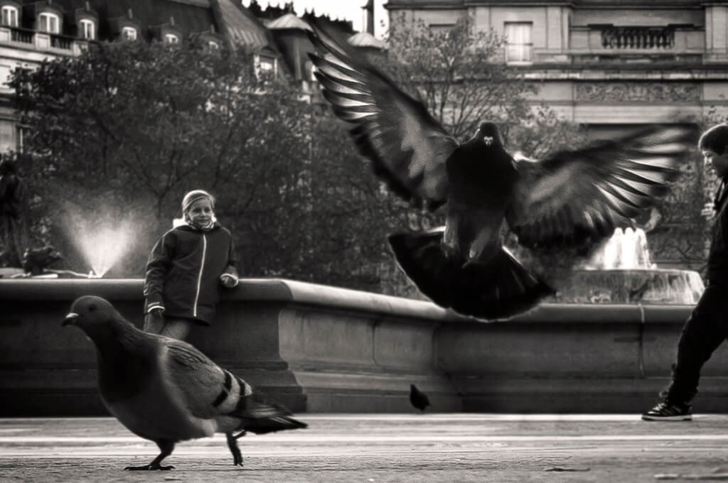 Nozahy pigeons trafalgar square