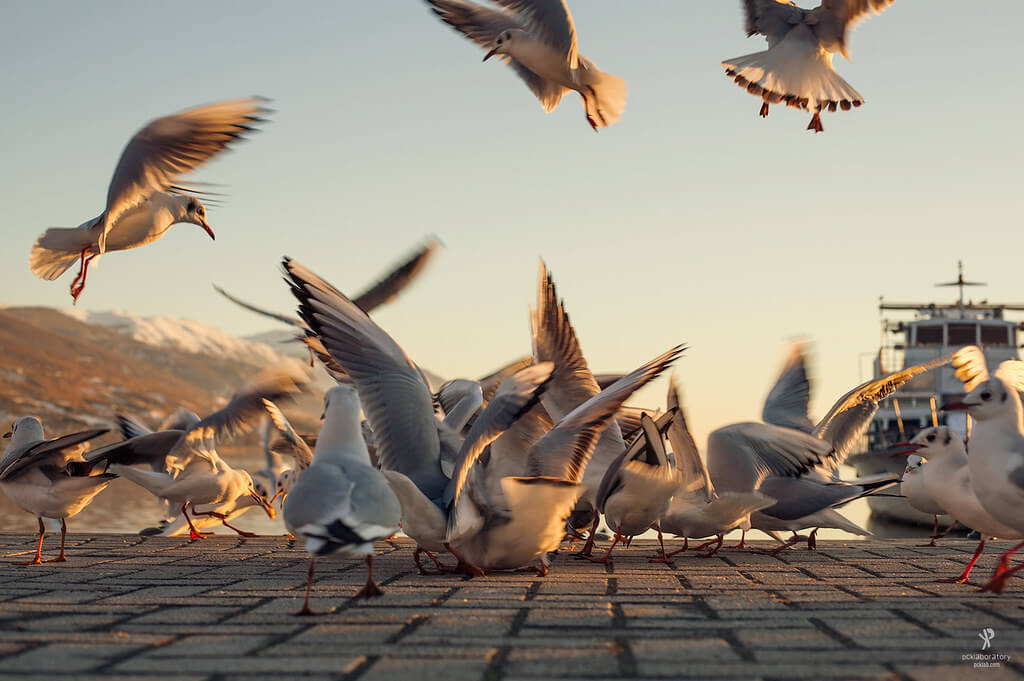 Yane Naumoski - Seagulls Feeding frenzy