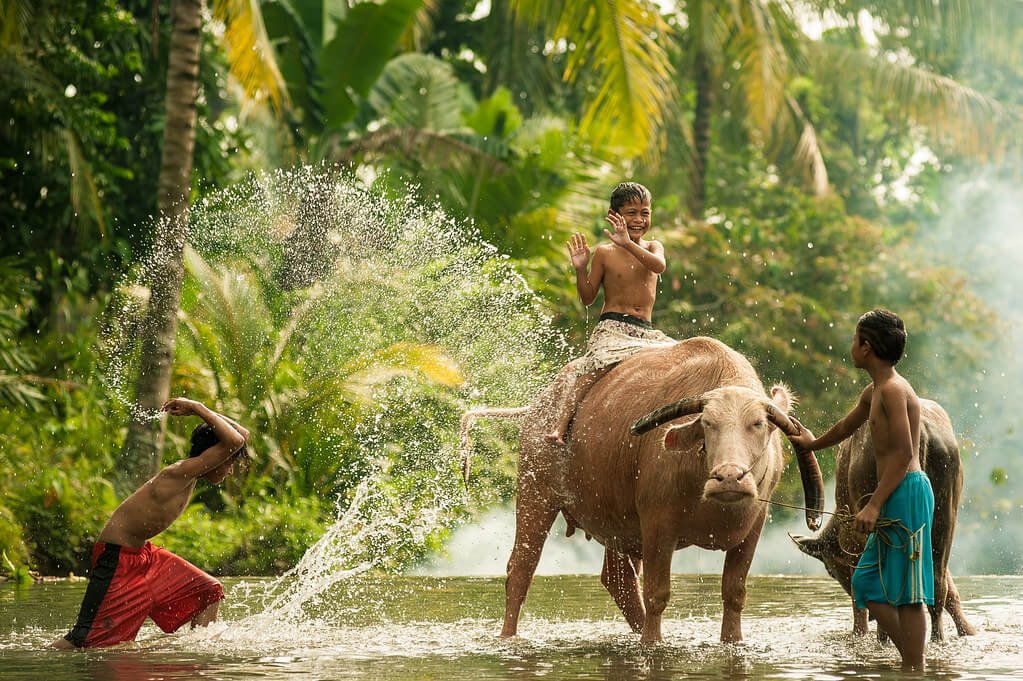 Ahmad Syukaery - water buffalo and kids