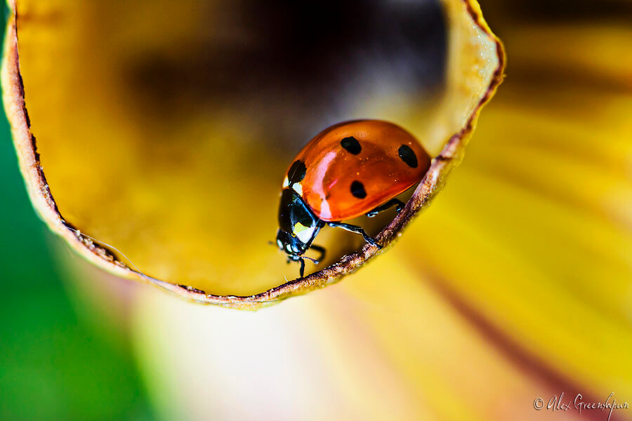 Alex Greenshpun - ladybug close up