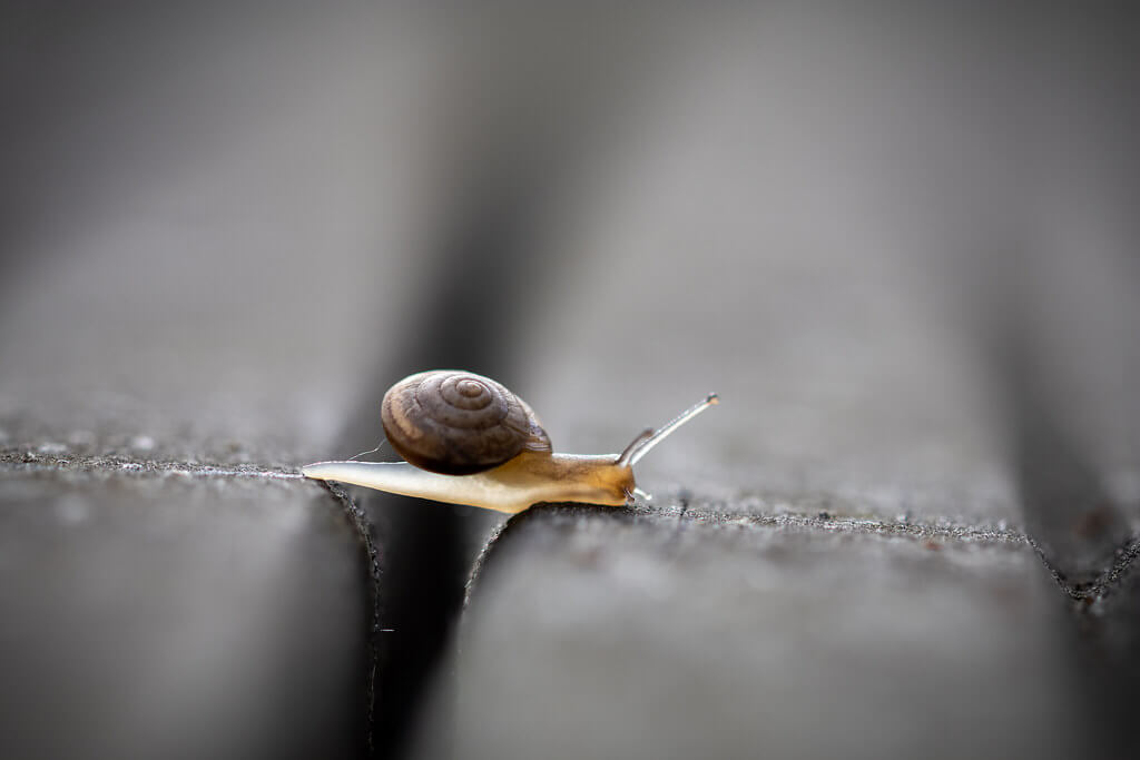 Sandrine Néel - Snail