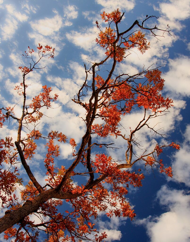 Raffaella De Amicis - Red leaves, blue sky