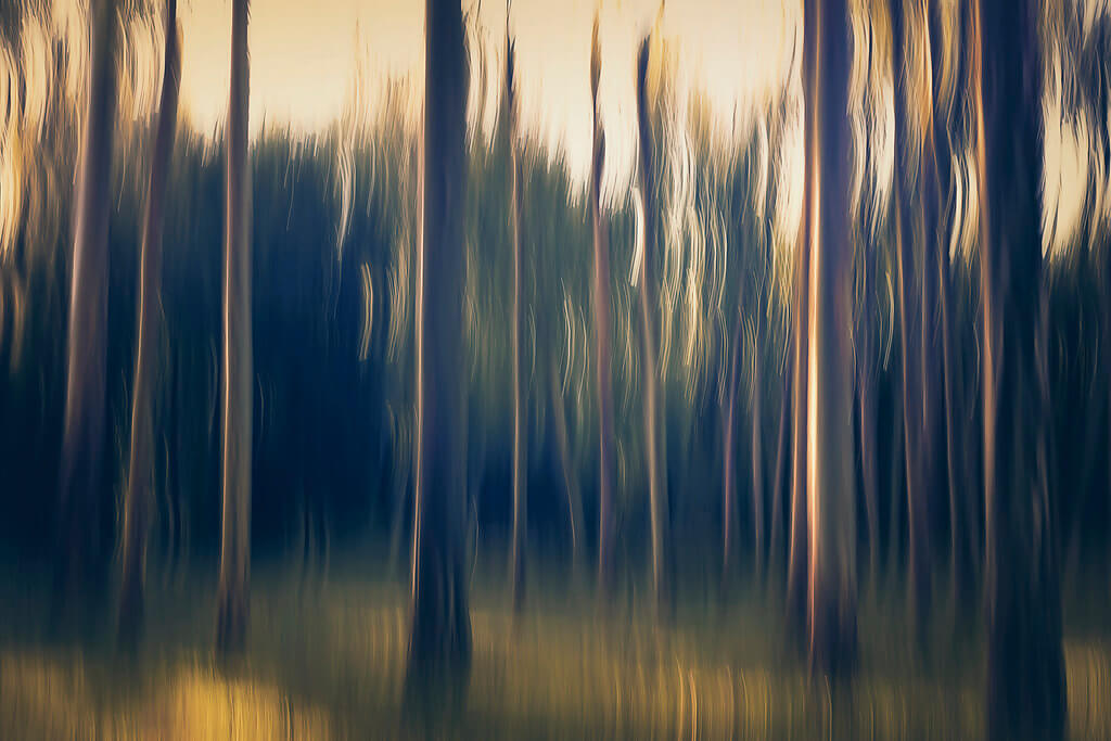 Elizme - ~ Forest Blurred