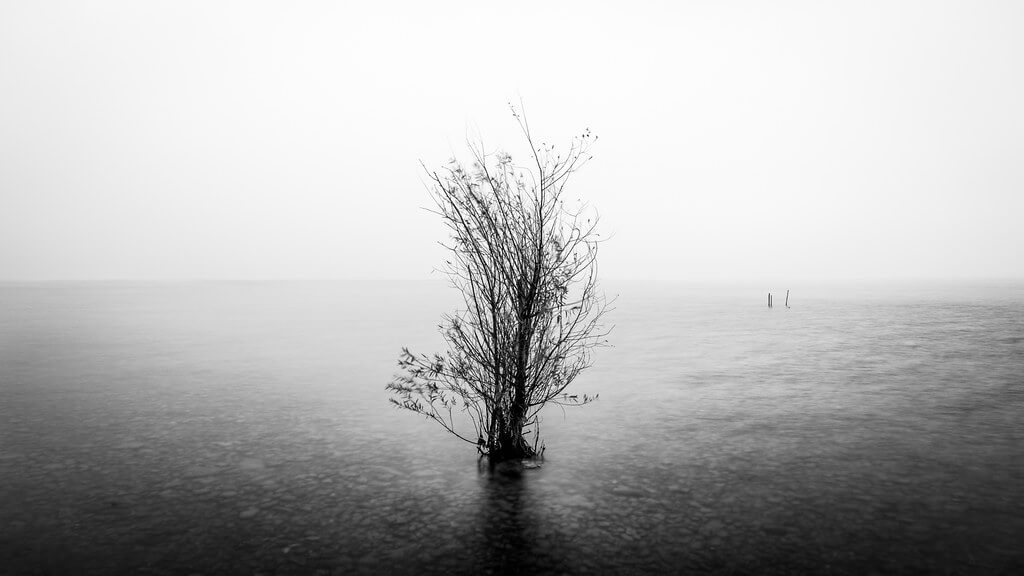 Giuseppe Milo - The lonely tree - Garda lake, Italy