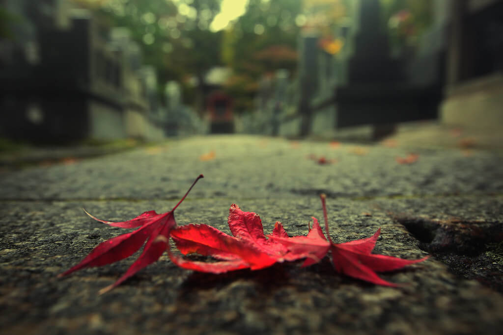 swapnil deshpande - red leaves