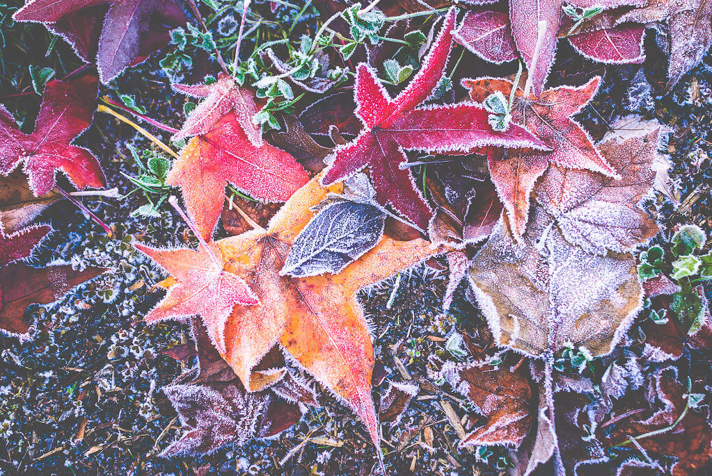 Loren Kerns - November Frosts