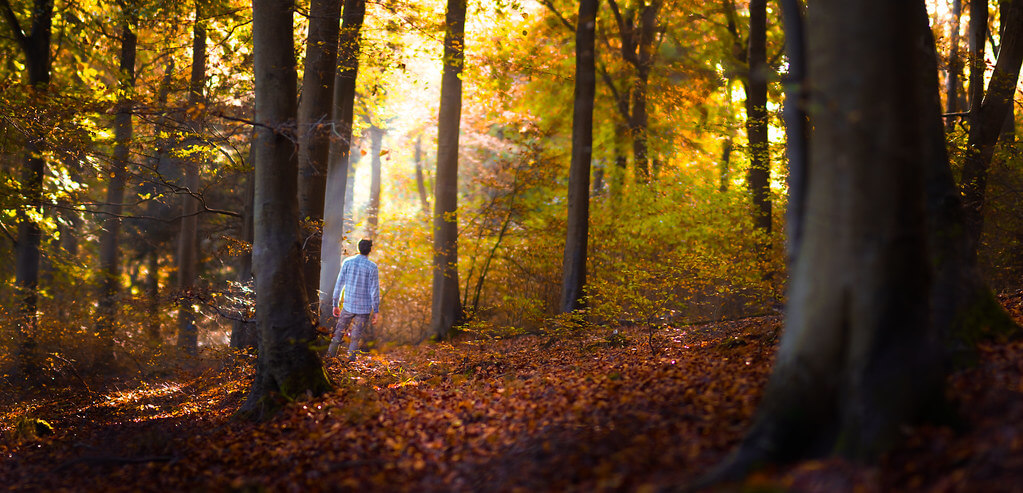 Tom Hall - Autumn panorama