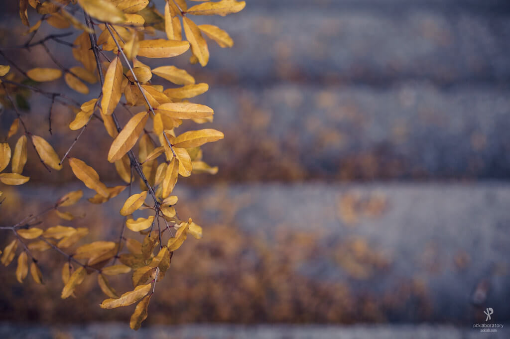 Yane Naumoski - bokeh autumn