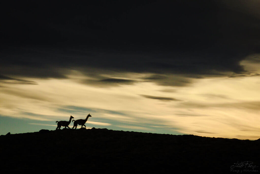 Gerardo "Tito" Paez - Two guanacos in Patagonia