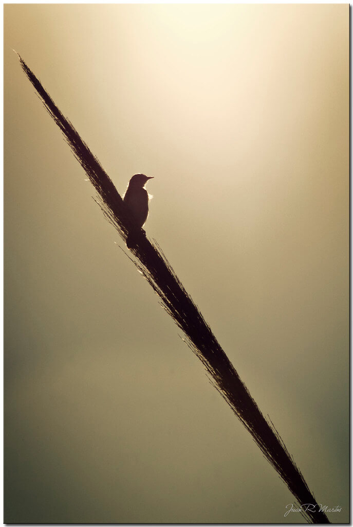 Juan Ramón Martos - bird silhouette