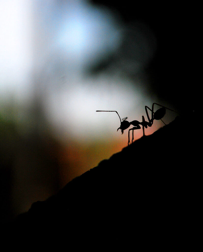 ferdinand mendoza - ant silhouette