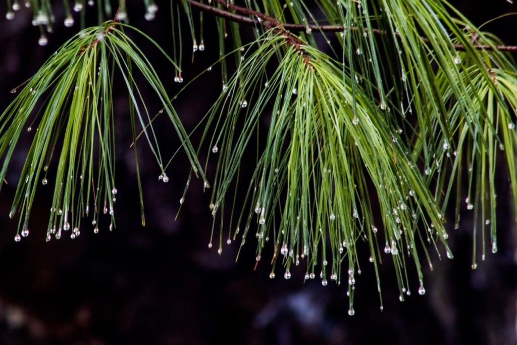 Ben Russell - Pine Tree