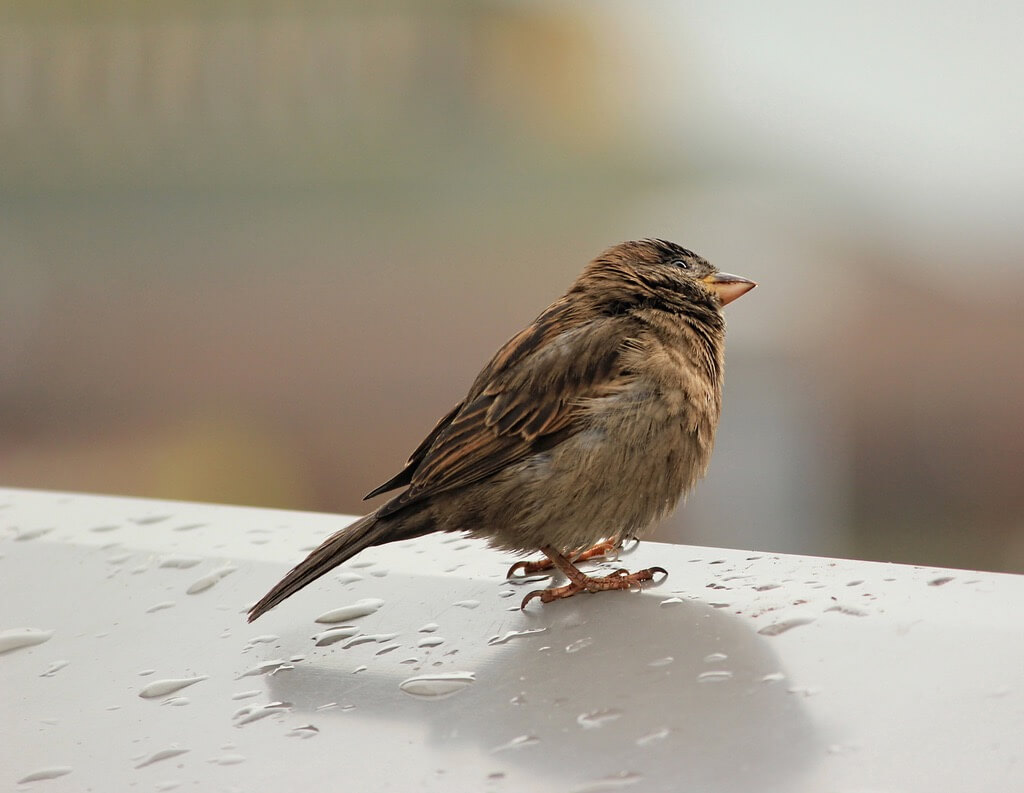 Joanna Kovalcsik - bird in rain