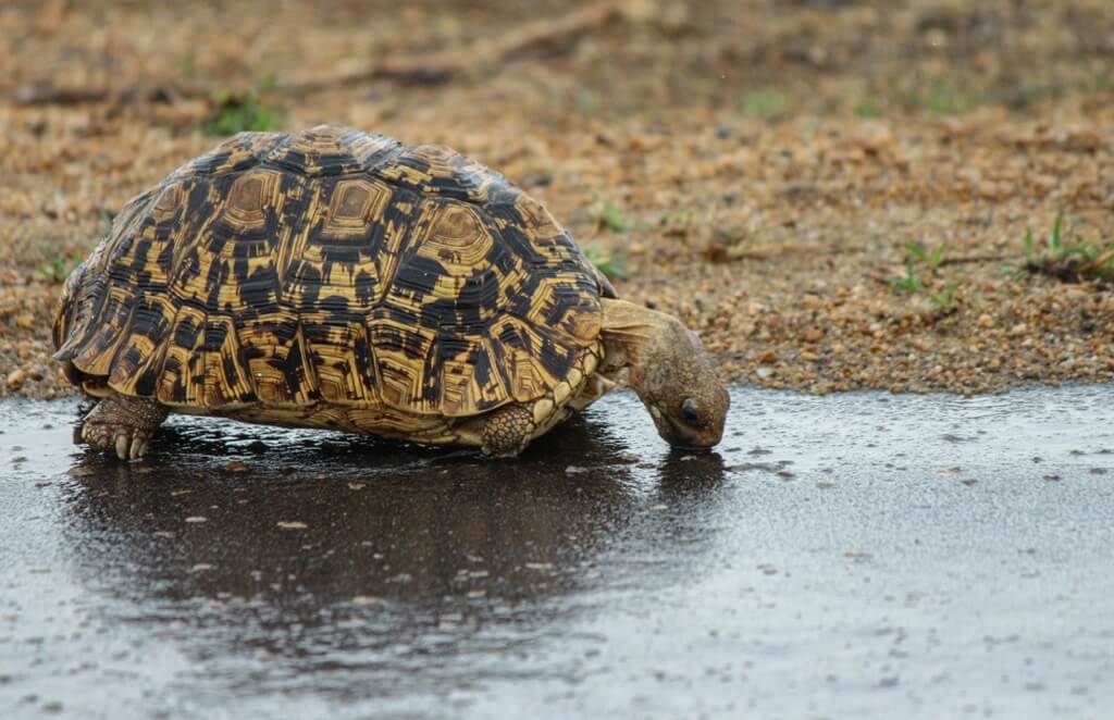 Mimmie Du Toit - tortoise drinking from puddle