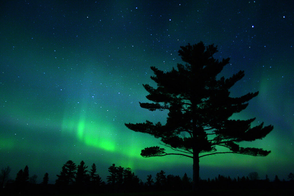 Charlie Stinchcomb - White Pine Silhouette with Aurora