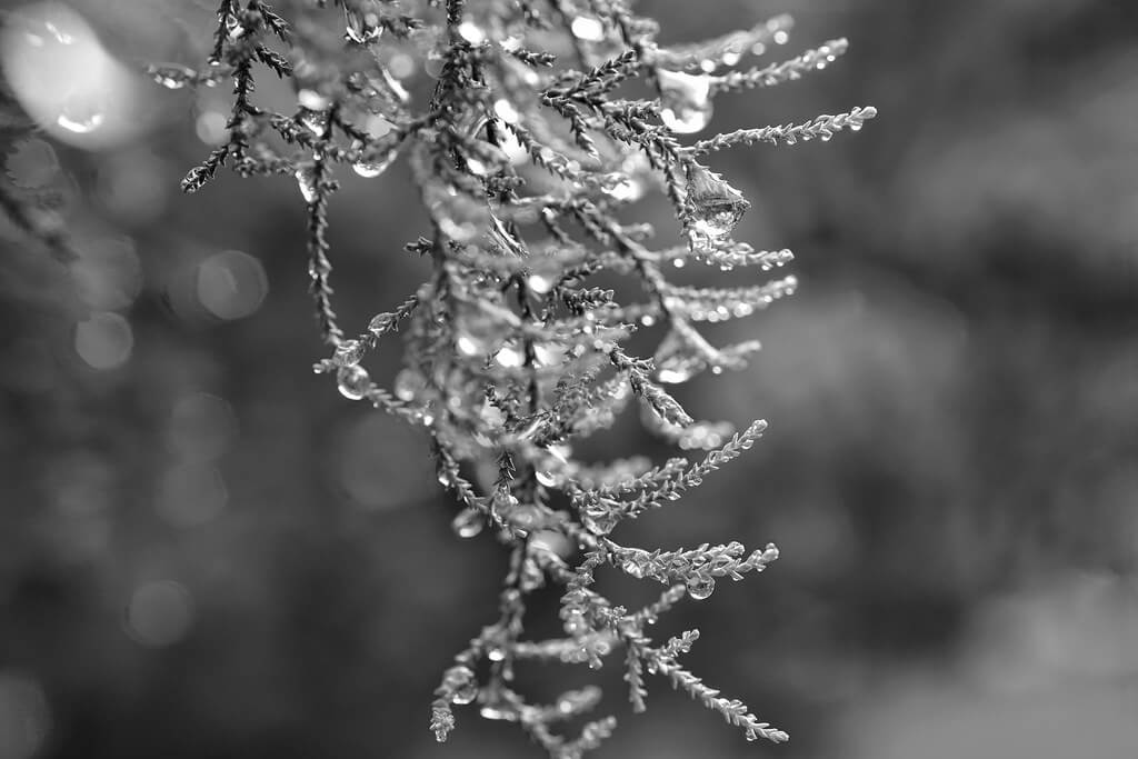 julia turnau - tree branch rain