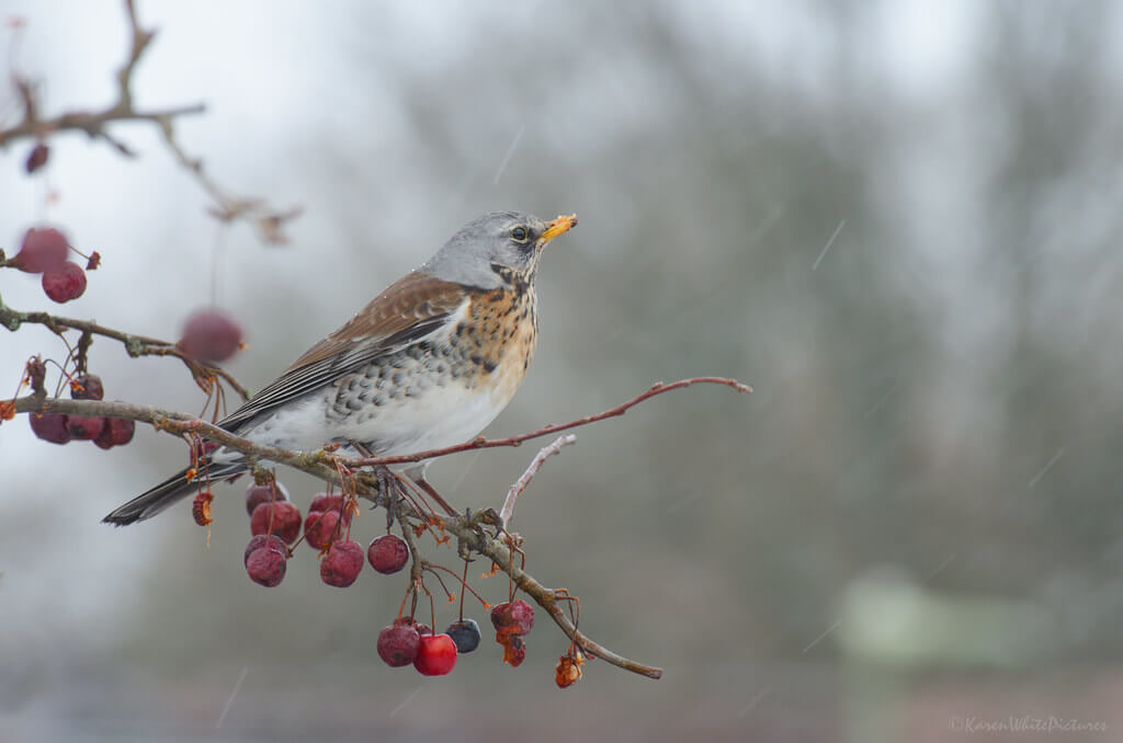 Karen White - fieldfare in the rain