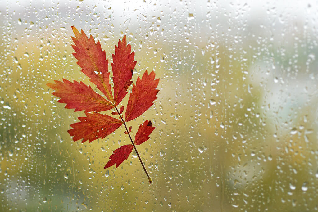 Olga Filonenko - red leaf on window