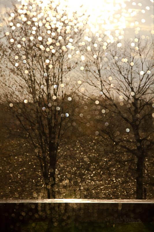 Barb - Bokeh Rain