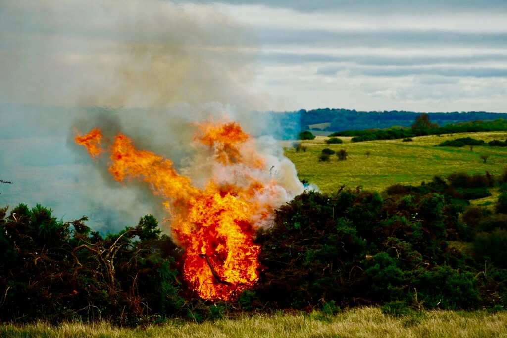 Edward Fletcher - Burning Gorse in Cheltenham