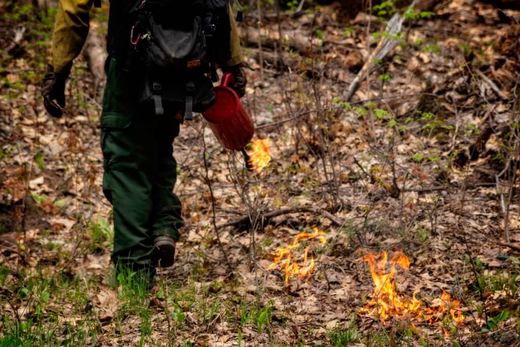 Paul Ostrum - A firefighter using a drip torch for a prescribed fire