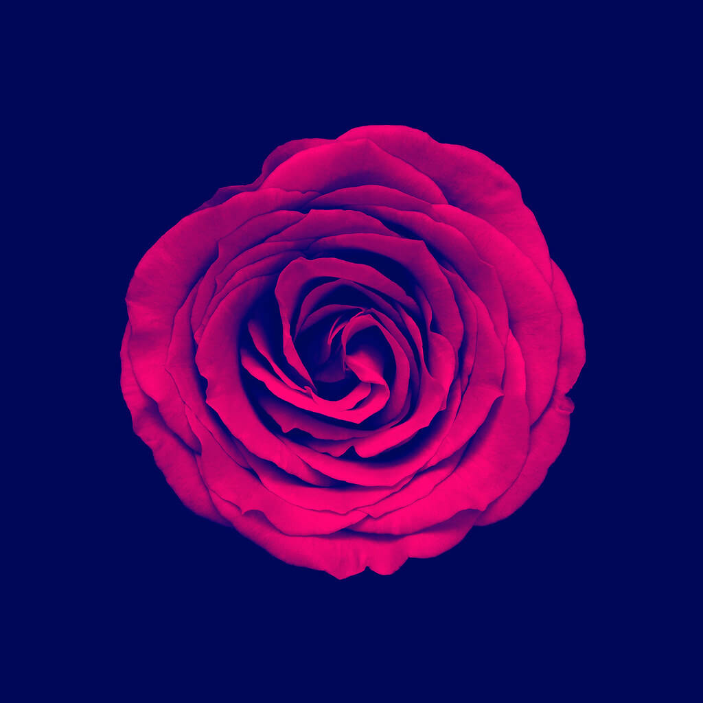 Andrew Birch Photography - Red Rose On Blue
