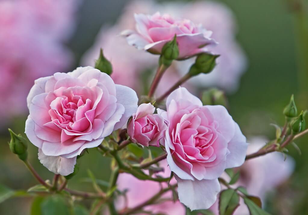 Lidija Bondarenko - Pink Roses