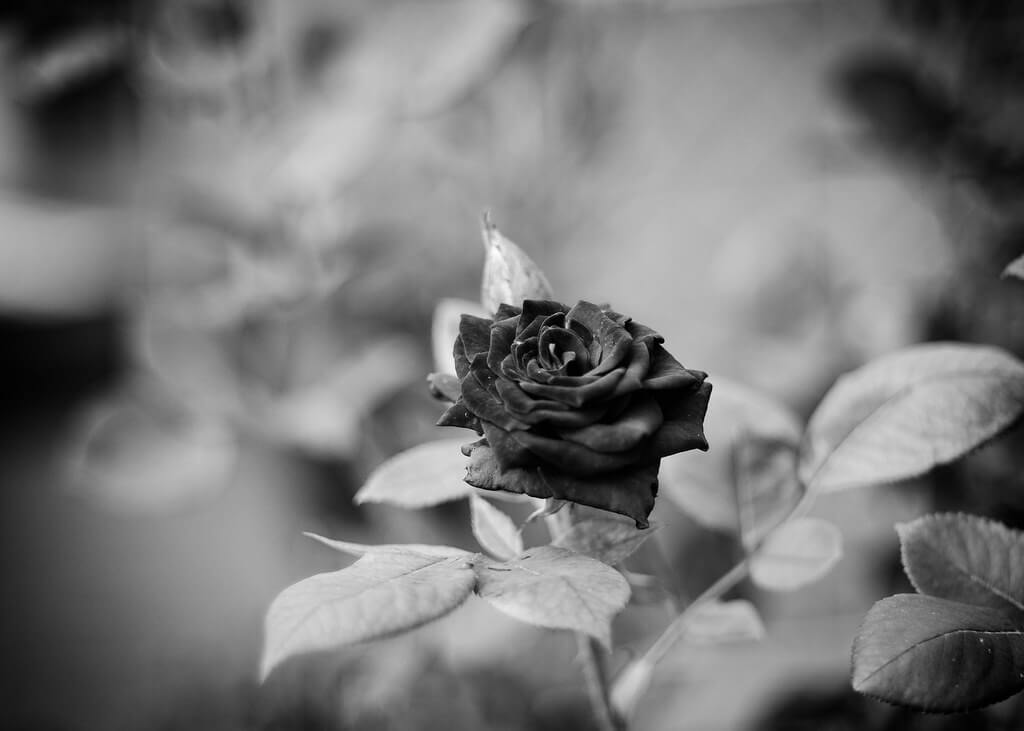 Jack Nobre - black and white rose
