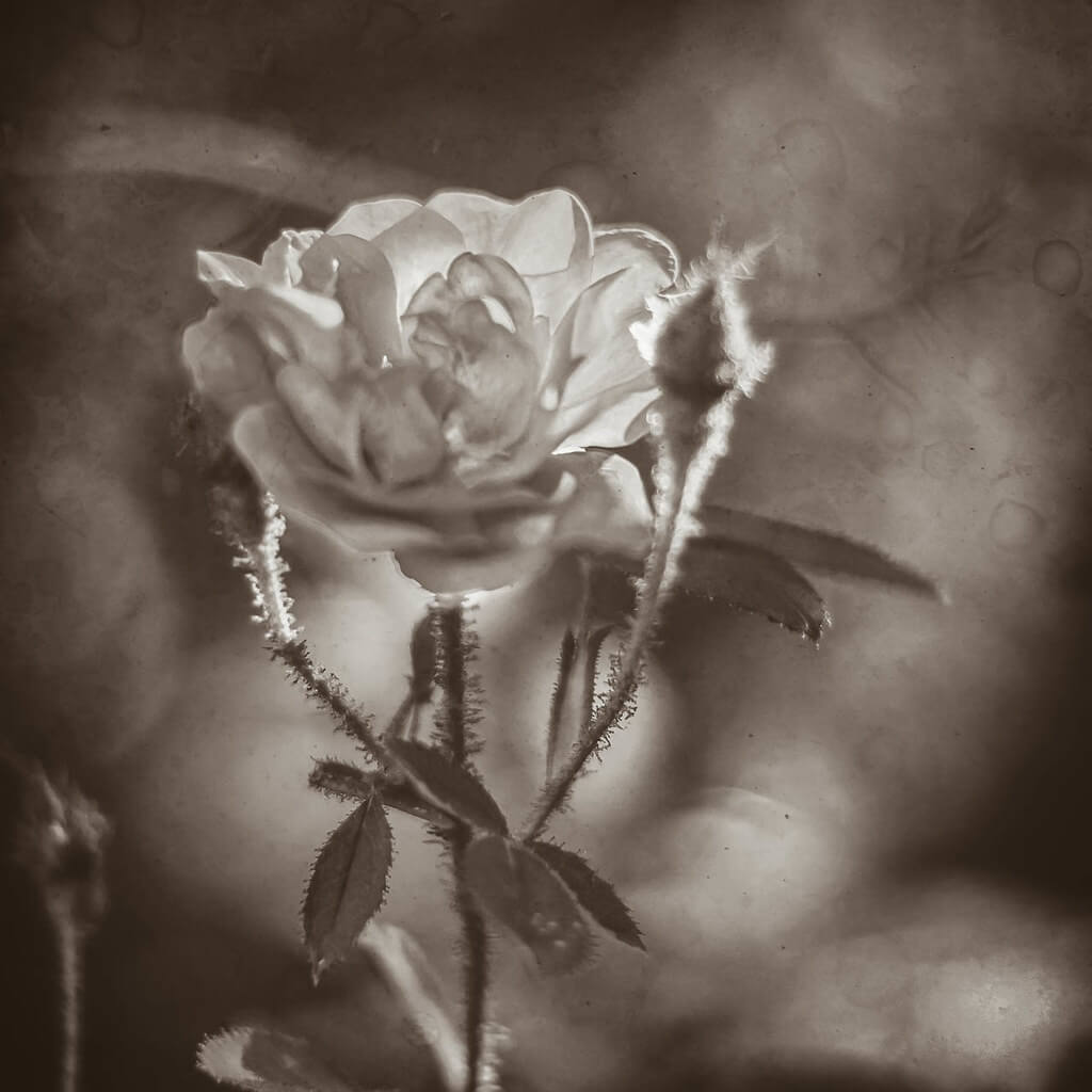 R Casey - white roses