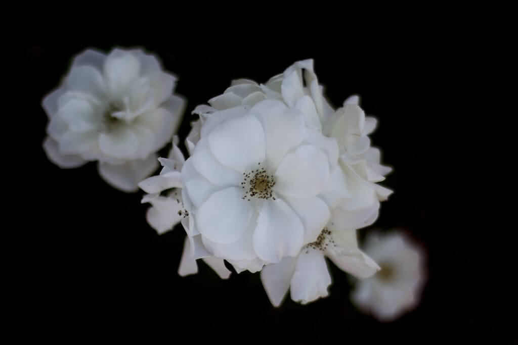 ilirjan rrumbullaku - White Roses
