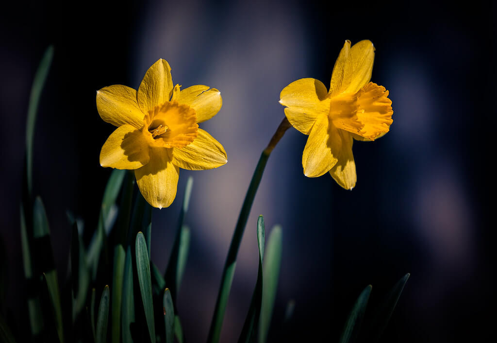 Jim Smith - daffodils