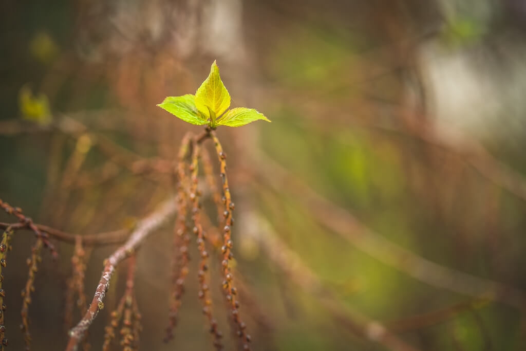 Sheri Elizabeth (Sheri Baker) - green spring leaf