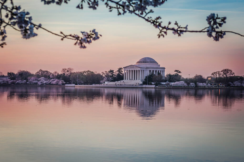 Carina - Cherry blossoms in Washington DC