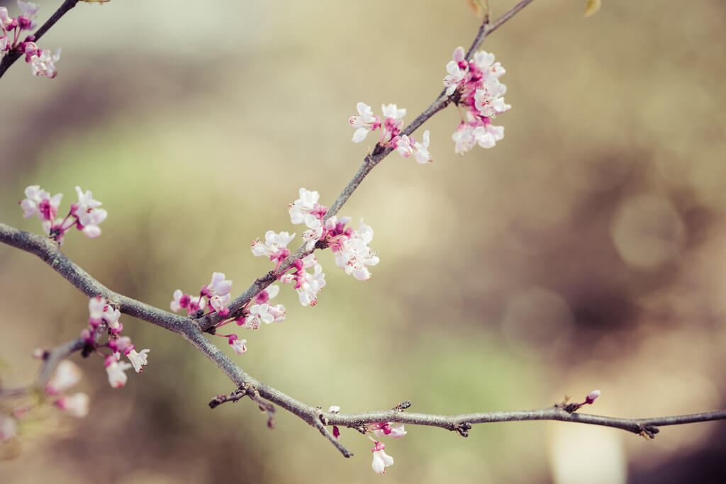 Sheri Elizabeth (Sheri Baker) - Spring blossoms