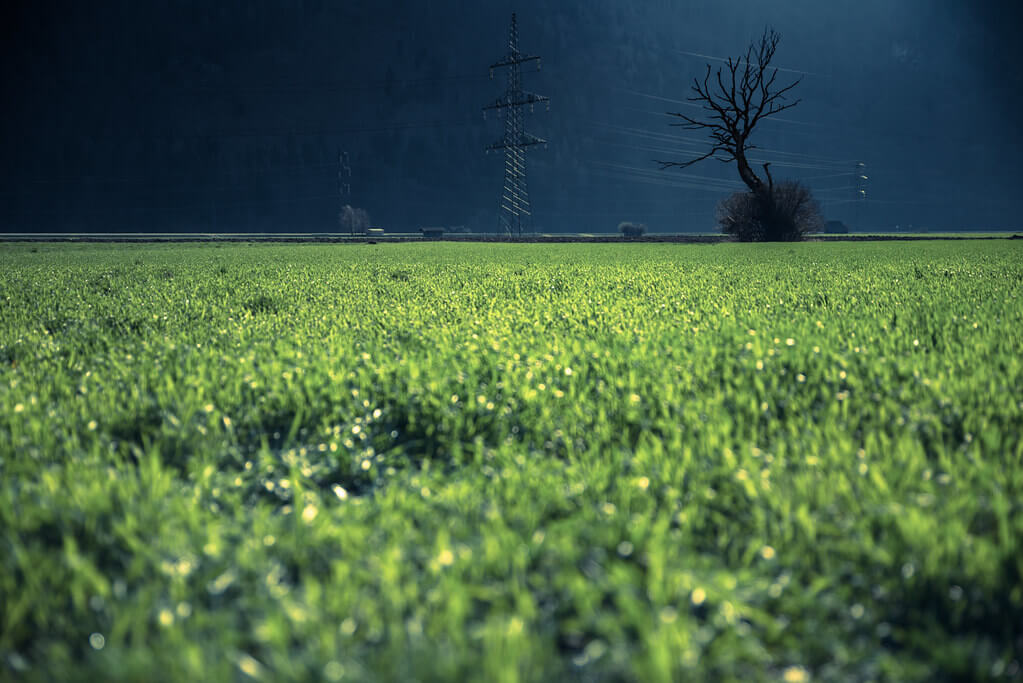 Mundl_Photographie - green grass