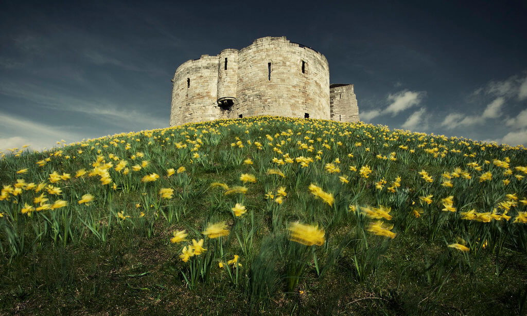 James Drury -Clifford’s Tower in spring with daffodils