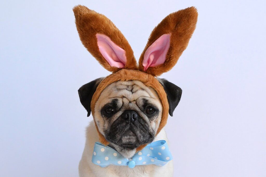DaPuglet (Tina) - Dog with Bunny Ears
