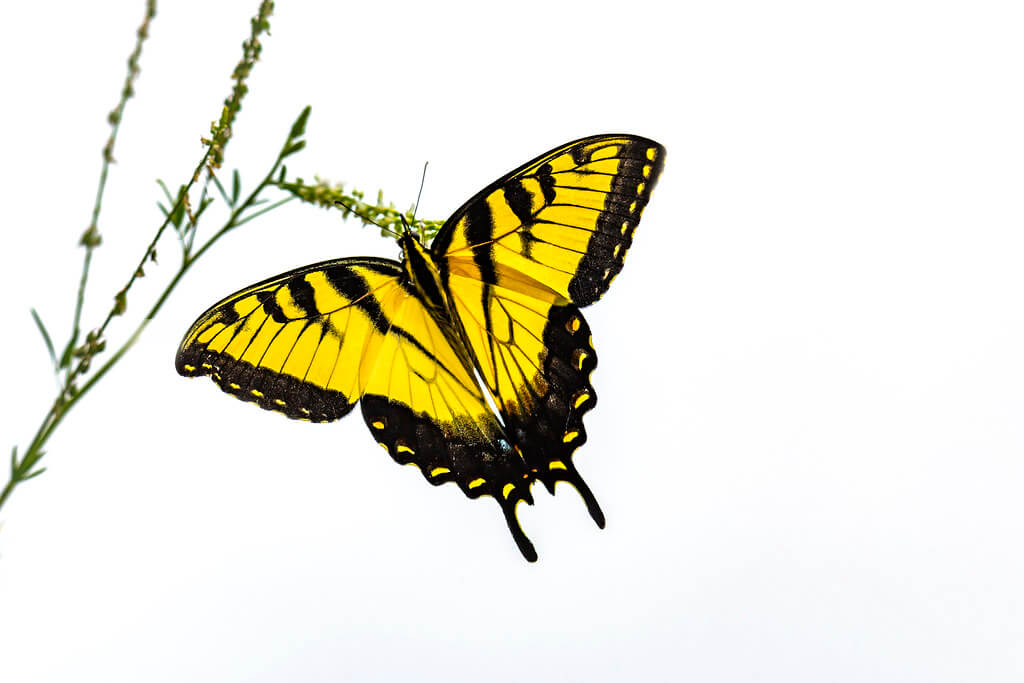 Cade Smith - Eastern Tiger Swallowtail