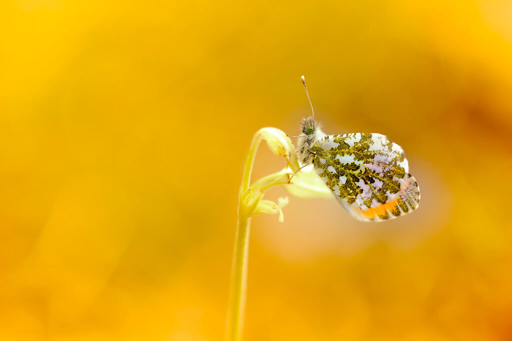 the__edge - The Orange Tip Butterfly