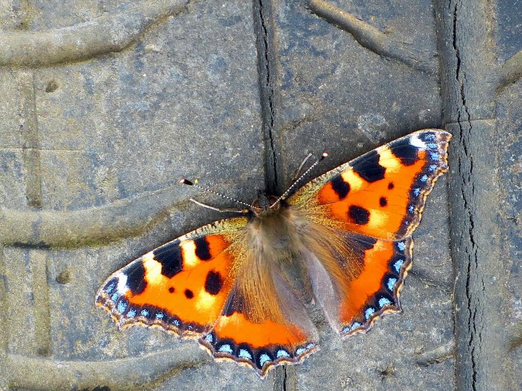 Robert Felton - Small Tortoiseshell - Aglais urticae