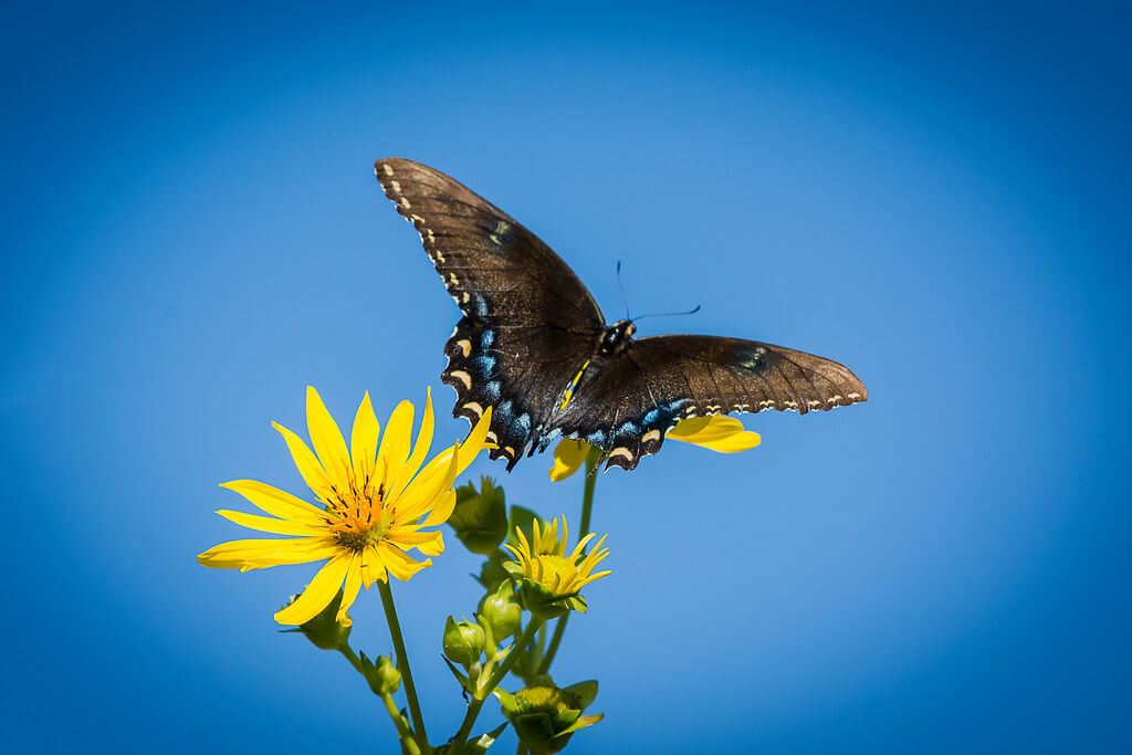 Carina - Butterfly on yellow flower