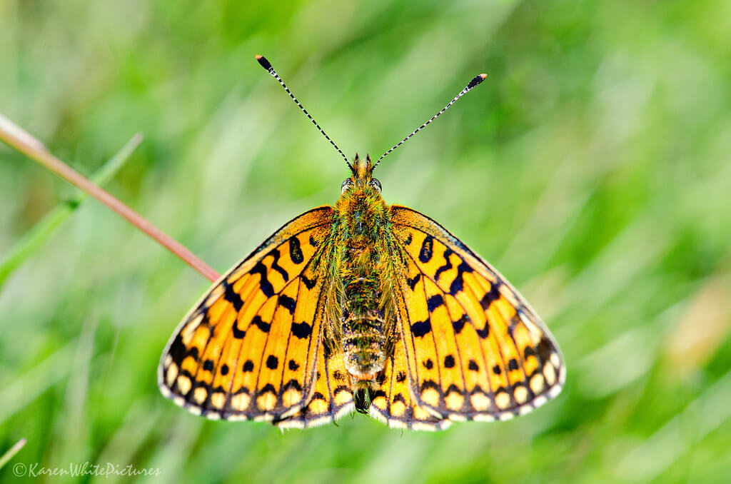 Karen White - small pearl bordered fritillary