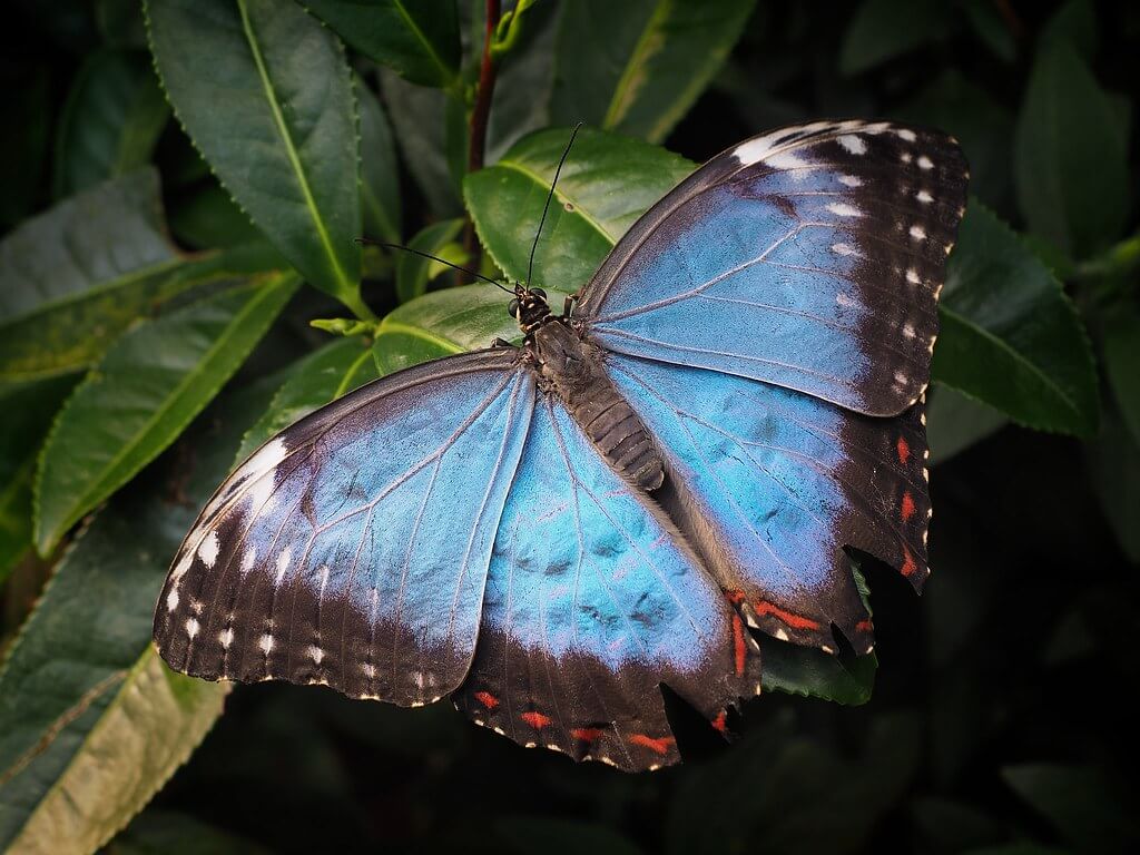 Markku Huttunen - Morpho peleides