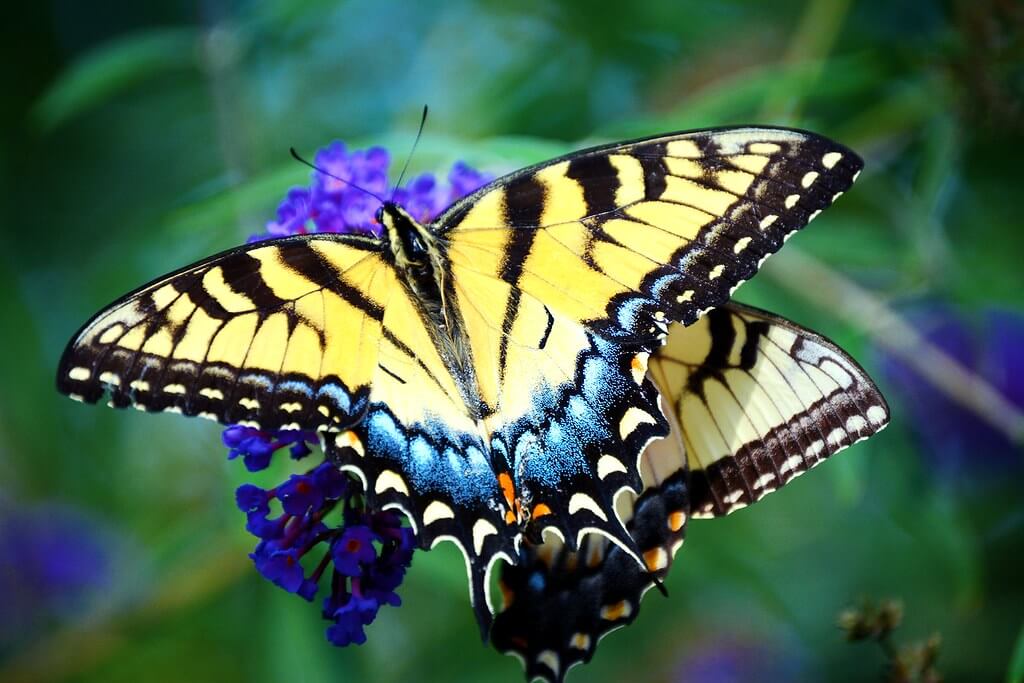 Carina - yellow butterfly