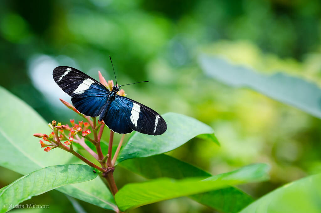 Austin Whisnant - White-barred Longwing