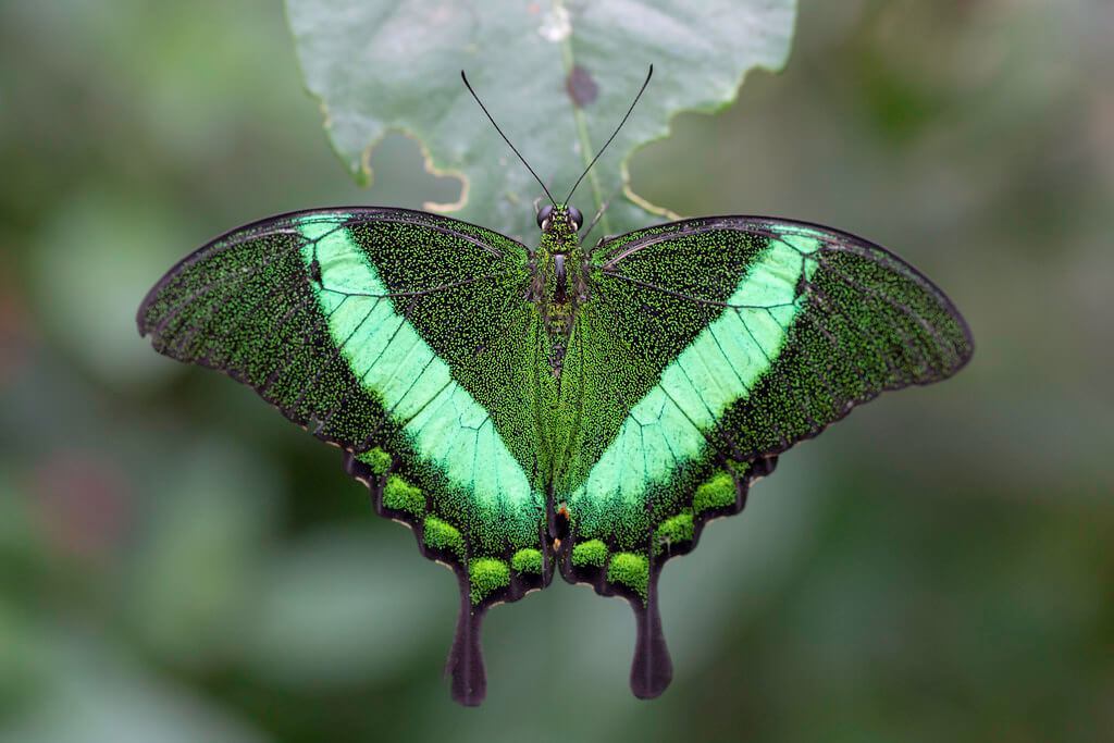 Hemzah Ahmed - Emerald Peacock