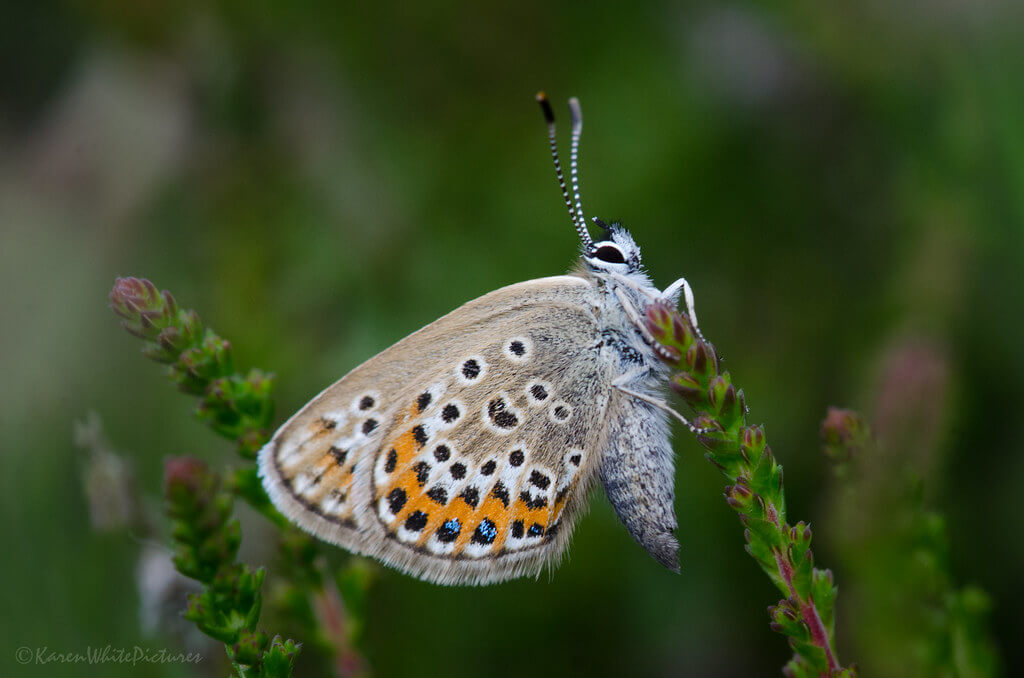 Karen White - Silver-studded Blue Butterfly