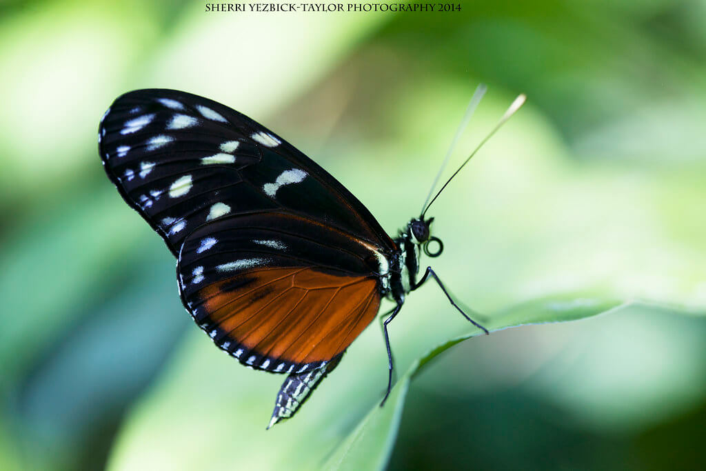 Sherri Yezbick-Taylor - Tiger Longwing