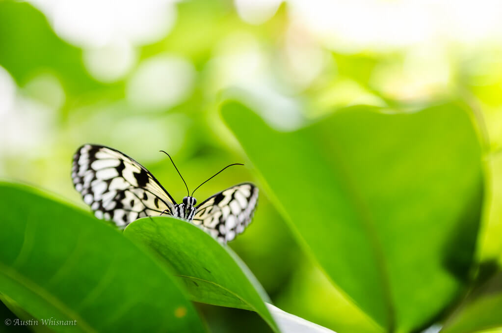 Austin Whisnant - Key West Butterfly and Nature Conservatory