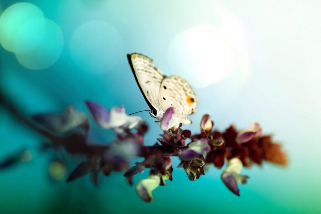 Azfar Nasirudin - Butterfly lens flare